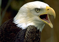 Tell the Eagle Tell the Eagle